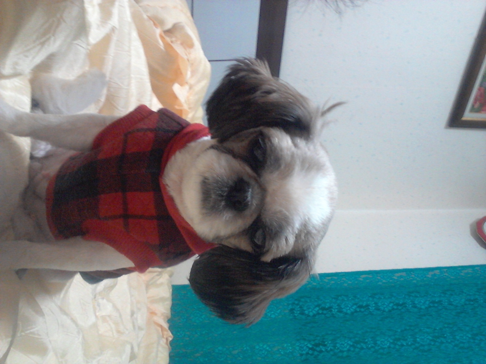 의정부 가능동 밍키를 찾습니다. 