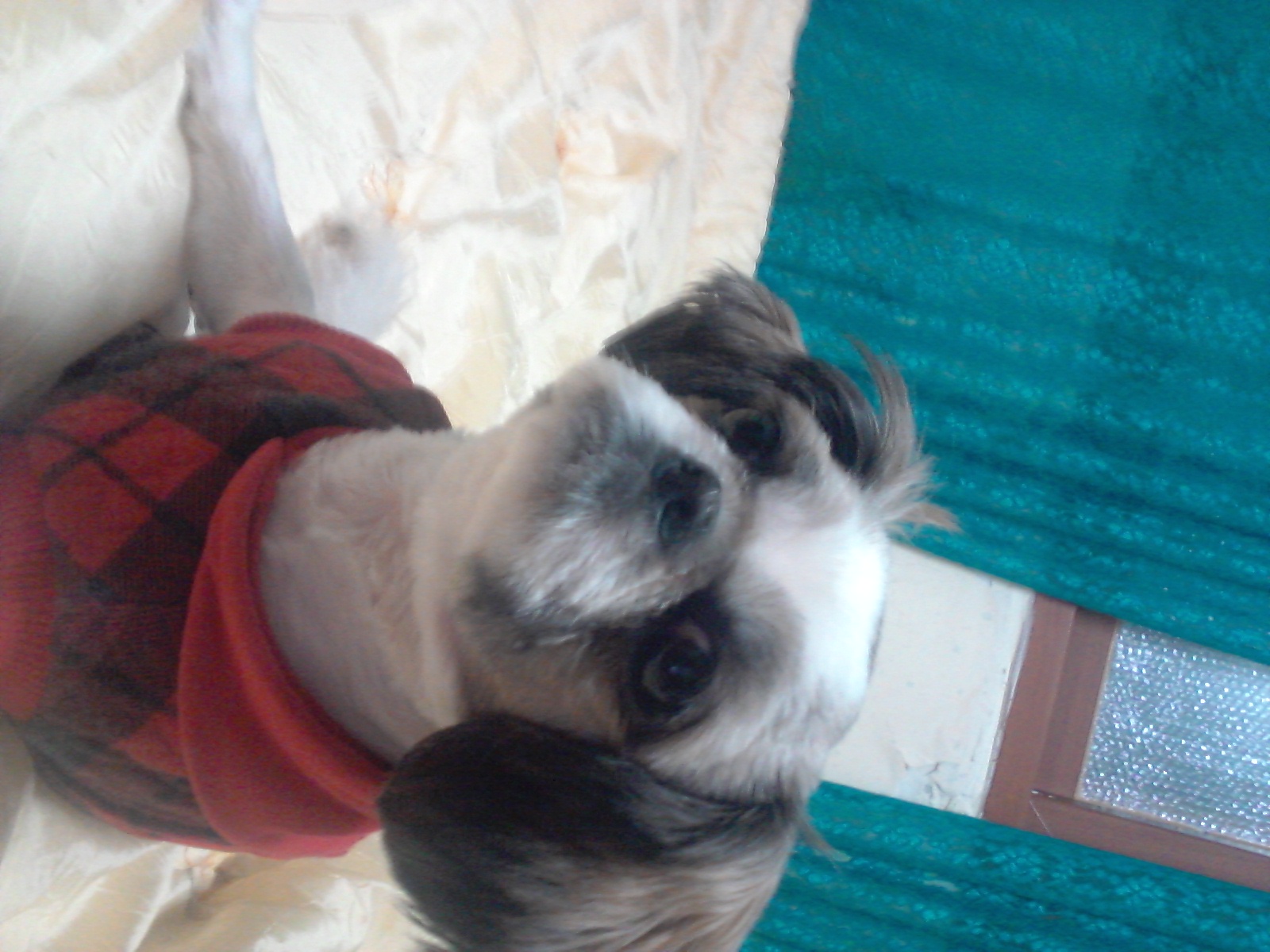 의정부 가능동 밍키를 찾습니다. 