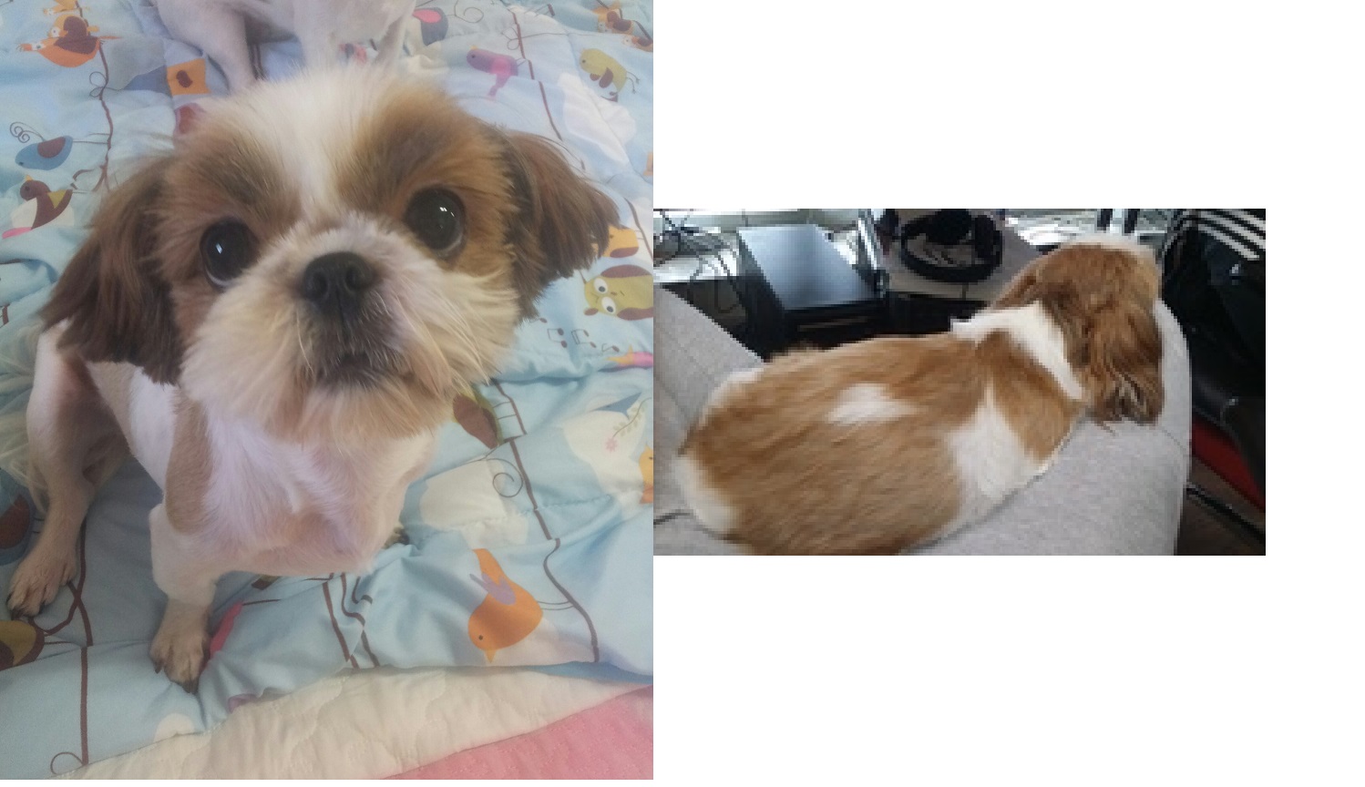 서울 강북구 송중동) 제발 저희집 여시(시츄)를 찾아주세요 ㅠㅠ