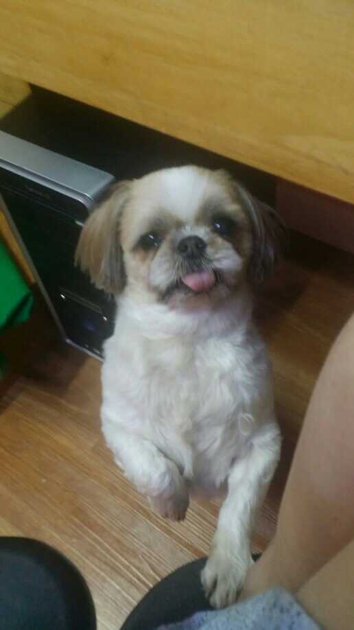 <서울 동대문구 전농동>시츄를 찾습니다!