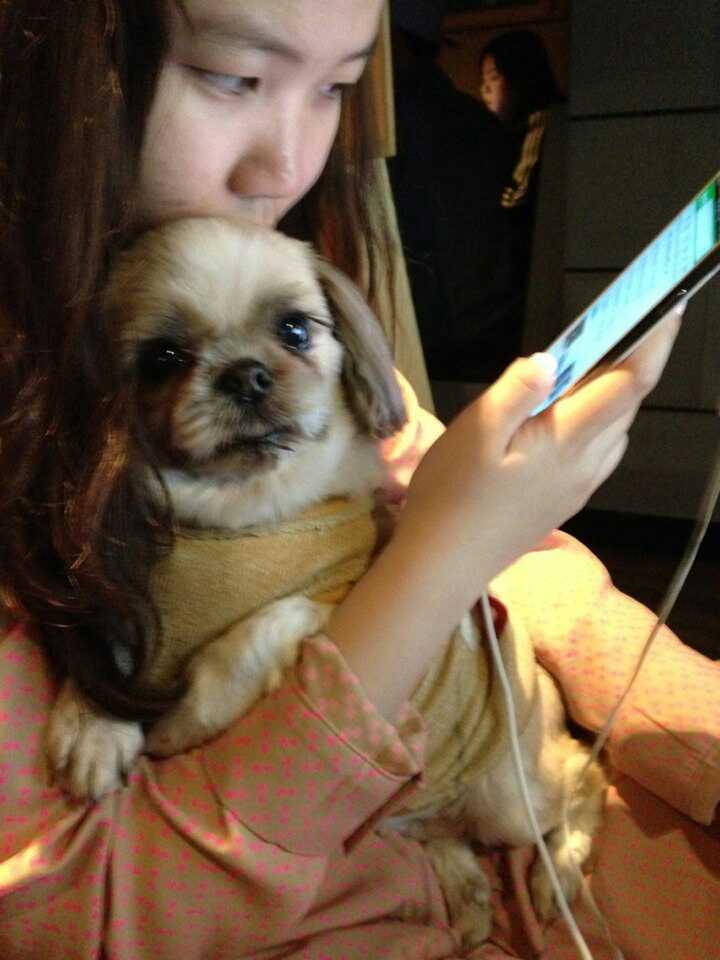 <서울 동대문구 전농동>시츄를 찾습니다!