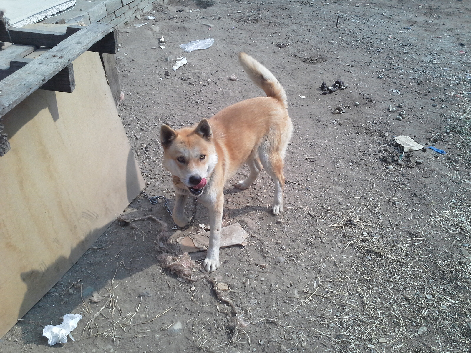 대구   진돗개  찾아요 ㅜ