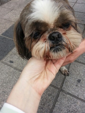 [서울/신촌오거리] 시츄 남아 보호중입니다!