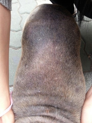 [서울/신촌오거리] 시츄 남아 보호중입니다!