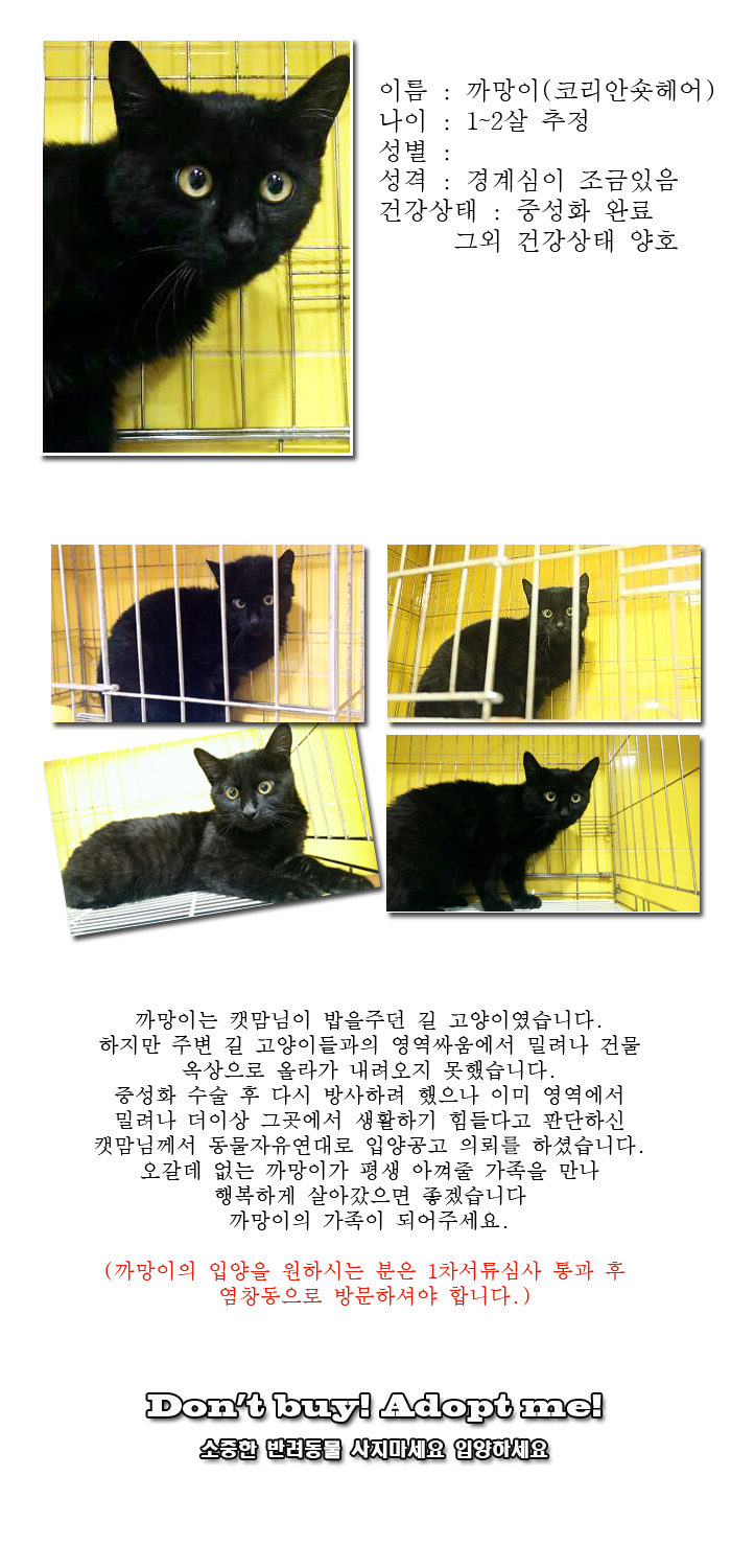 [D14-12관외]영역싸움에서 밀려나 갈곳이 없는 까망이