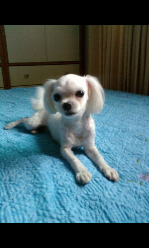 미미를찾아주세요 ㅠㅠ