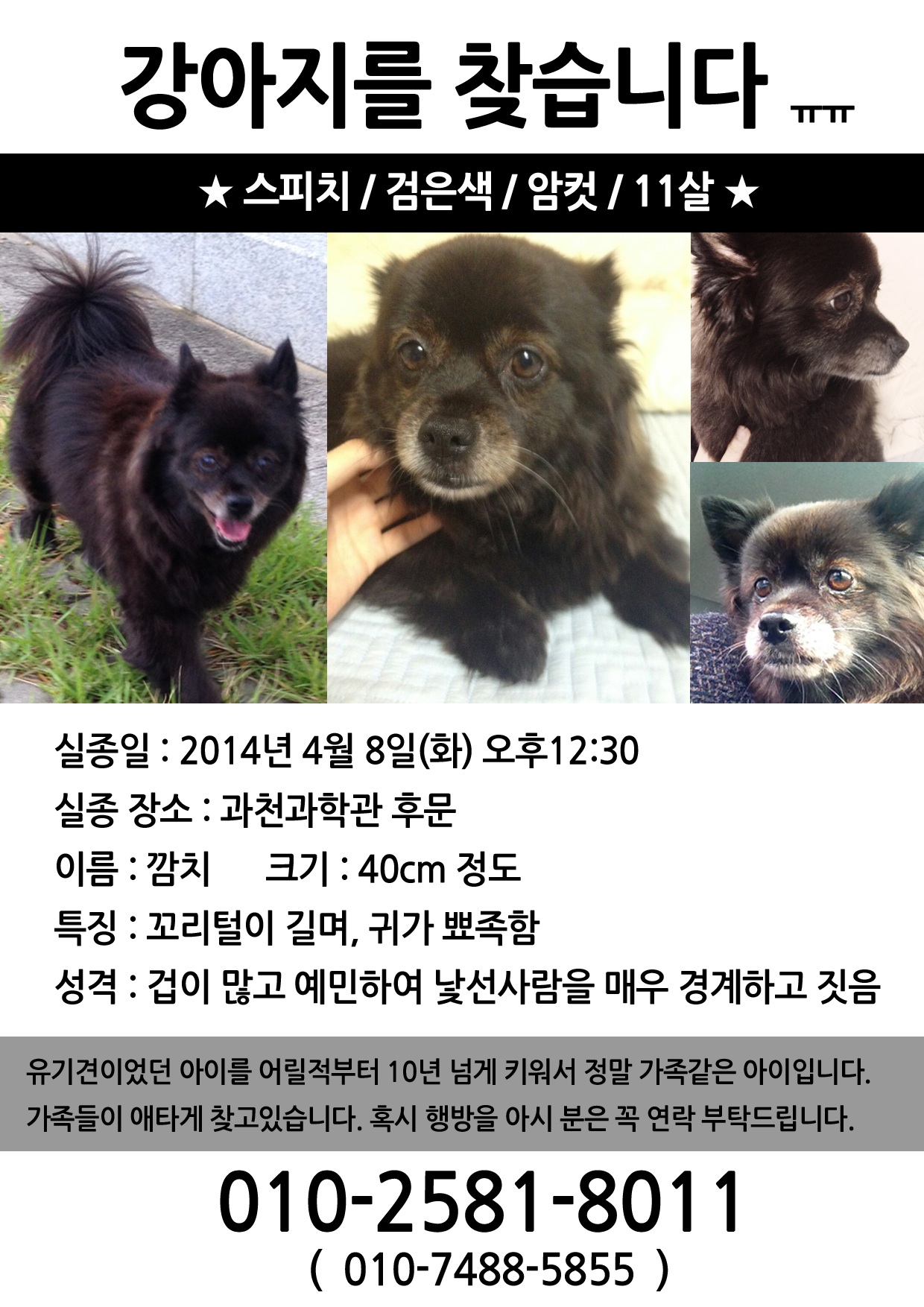 [깜치를 찾습니다] 스피츠, 검은색, 암컷, 과천과학관, 11살