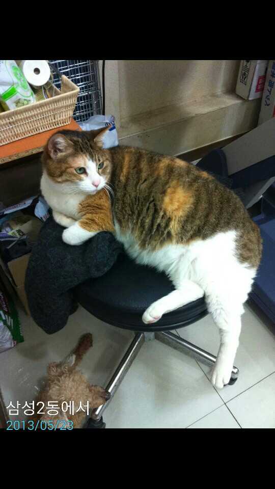 삼색묘 개나리를 찾습니다. 