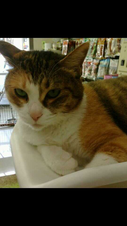 삼색묘 개나리를 찾습니다. 