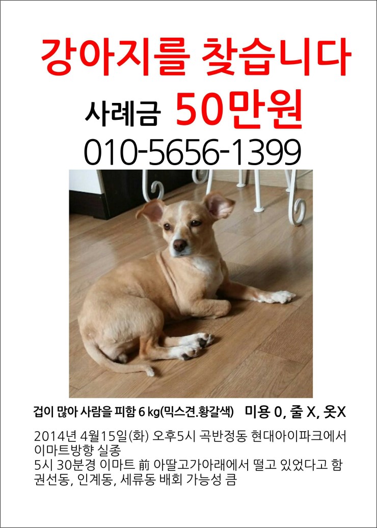 수원 곡반정동 아이파크시티-권선동이마트 황갈색믹스견