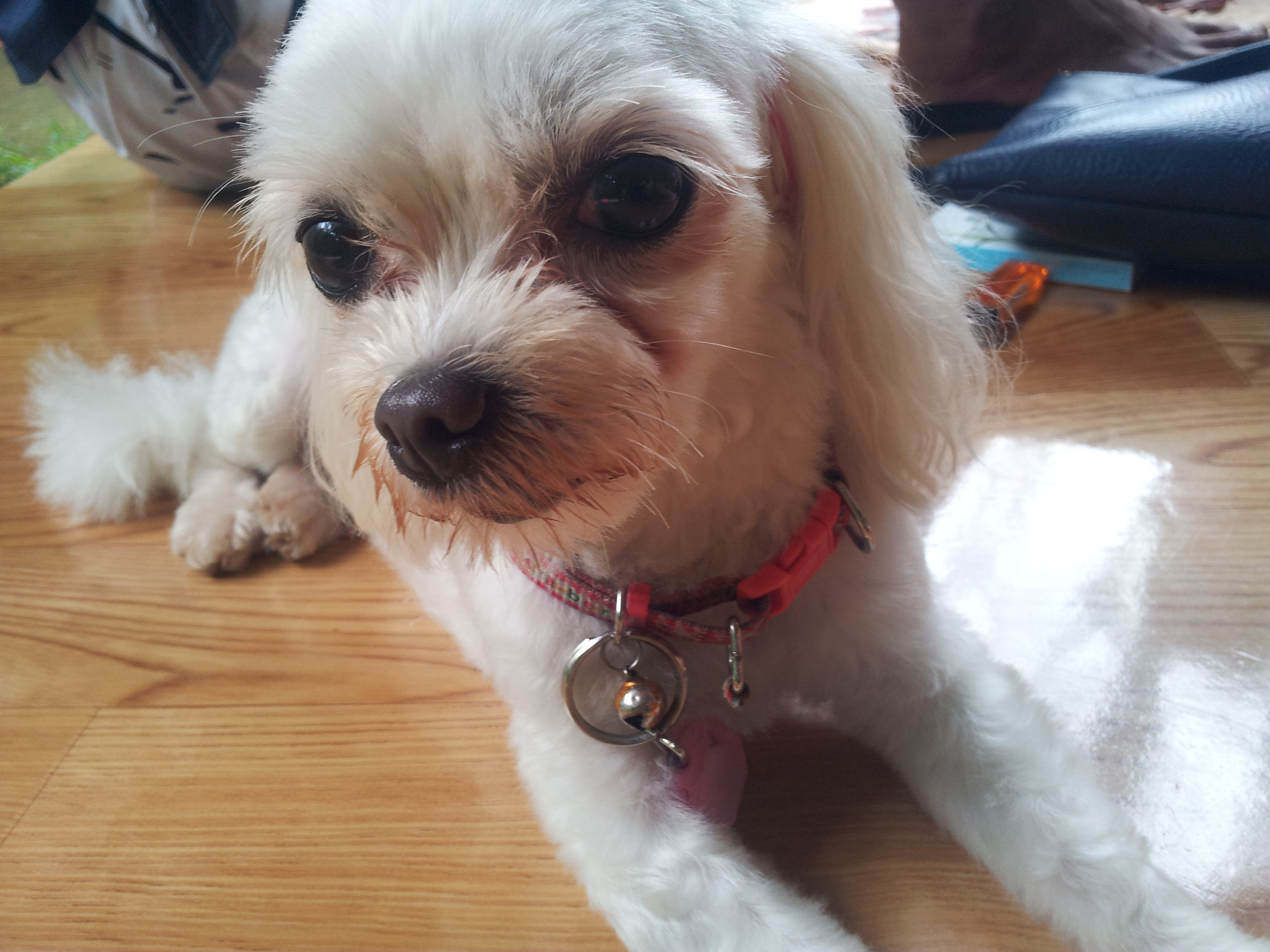 서울동대문구 용두동) 강아지를 찾습니다(말티즈암컷,빨간목줄)