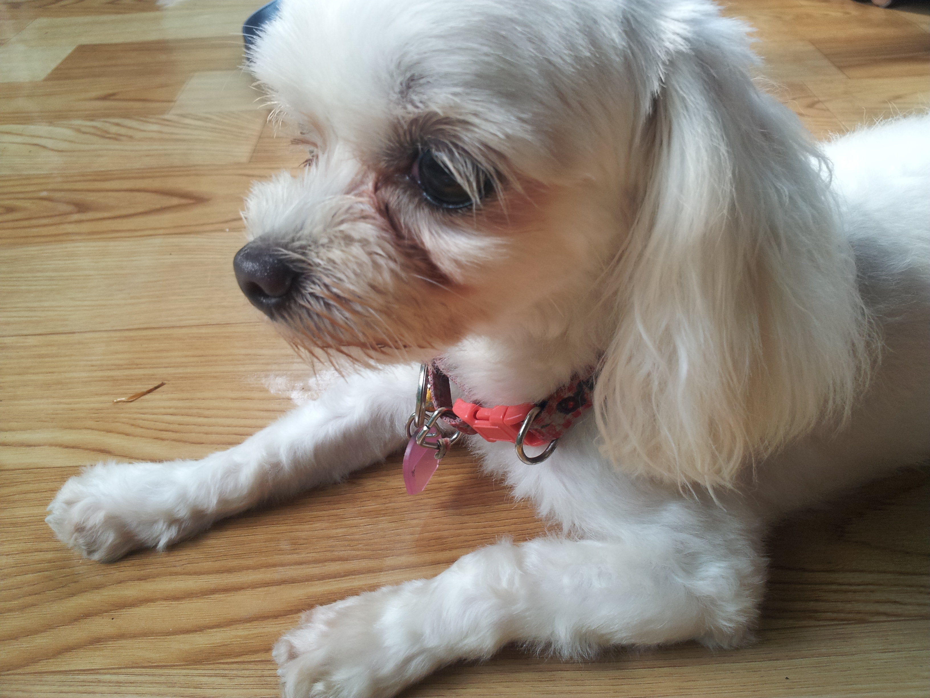 서울동대문구 용두동) 강아지를 찾습니다(말티즈암컷,빨간목줄)