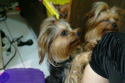 천안역근처 요크셔테리어 찾습니다. ㅠㅠ