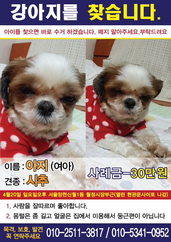 서울강서구화곡동양천구신월동 시츄암컷 찾아요