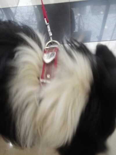 4월 11일 강남에서 발견된 보더콜리의 주인을 찾습니다.