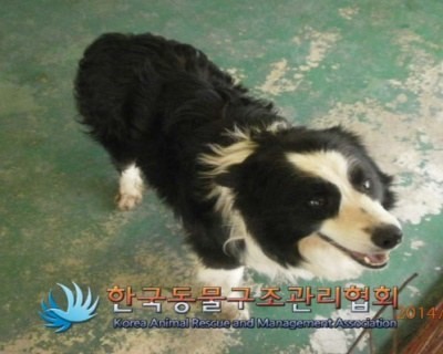 4월 11일 강남에서 발견된 보더콜리의 주인을 찾습니다.