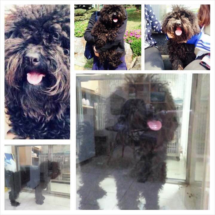 블랙푸들 보호중입니다.