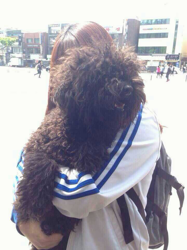 블랙푸들 보호중입니다.