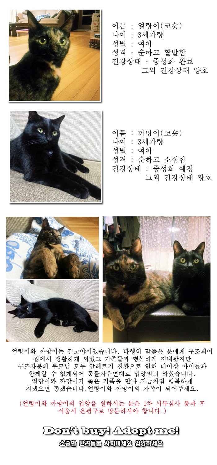 [D14-16관외]알레르기 질환으로 더이상 키우기 힘들어진 얼랑이와 까망이