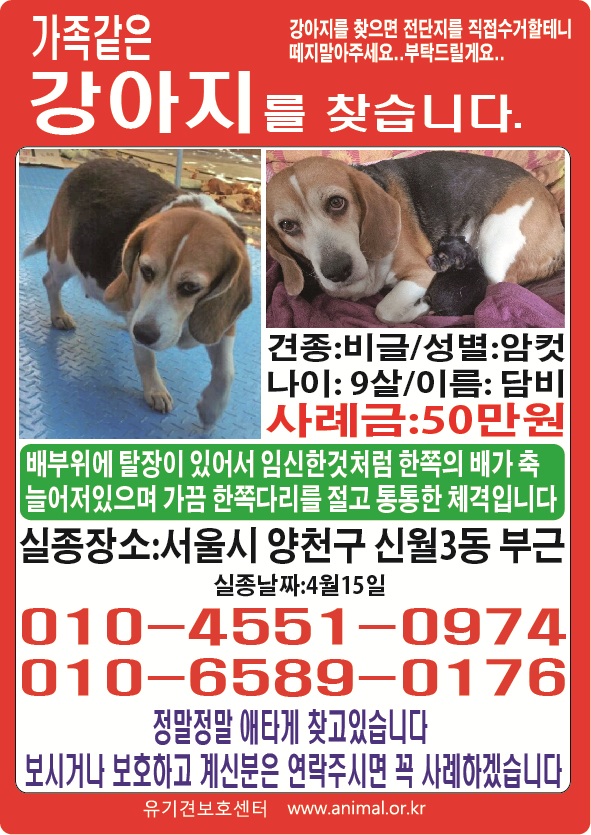 서울신월동,화곡동,목동부천고강동근처서 실종된 비글 9세 담비를 &#52287;습니다.사례금 50만원