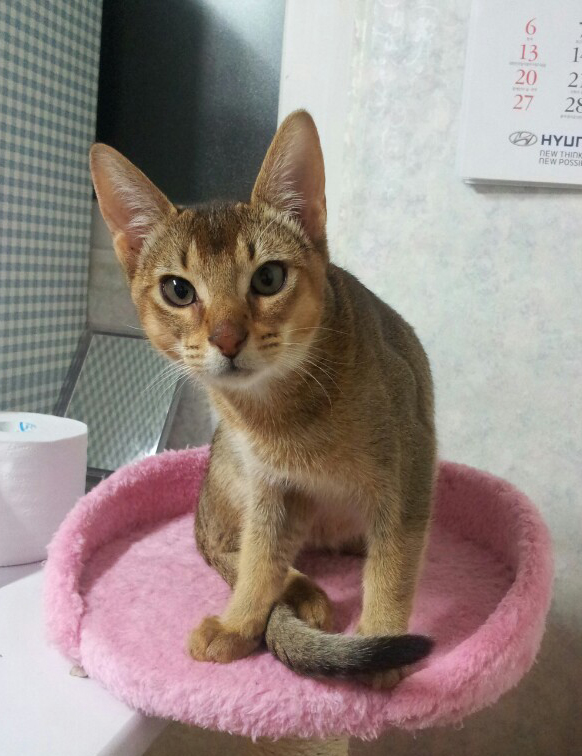 [서울/성동구] 아비시니안 수컷 도톨이를 찾아요