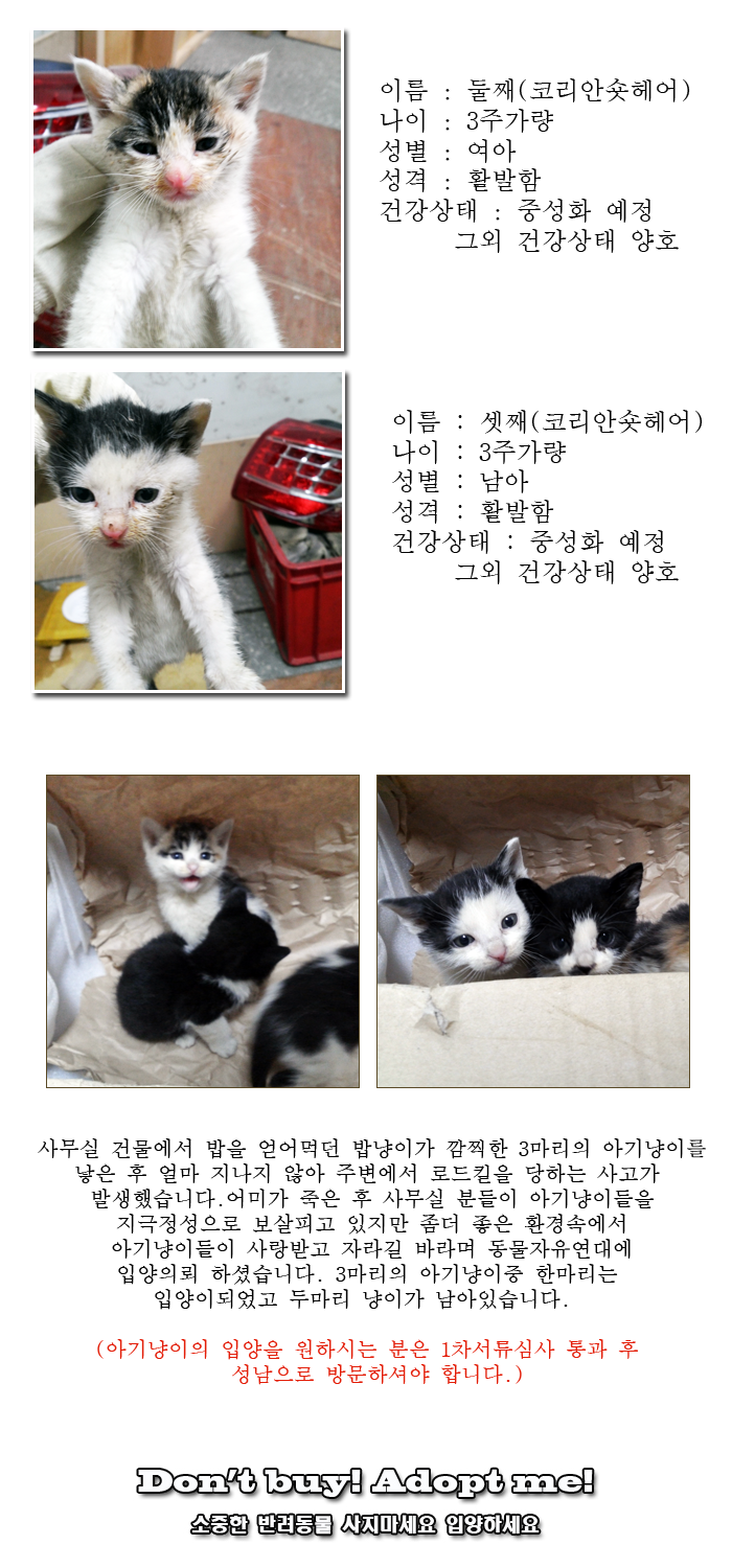 [D14-18관외] 어미가 로드킬 당한 후 남겨진 아기고양이들