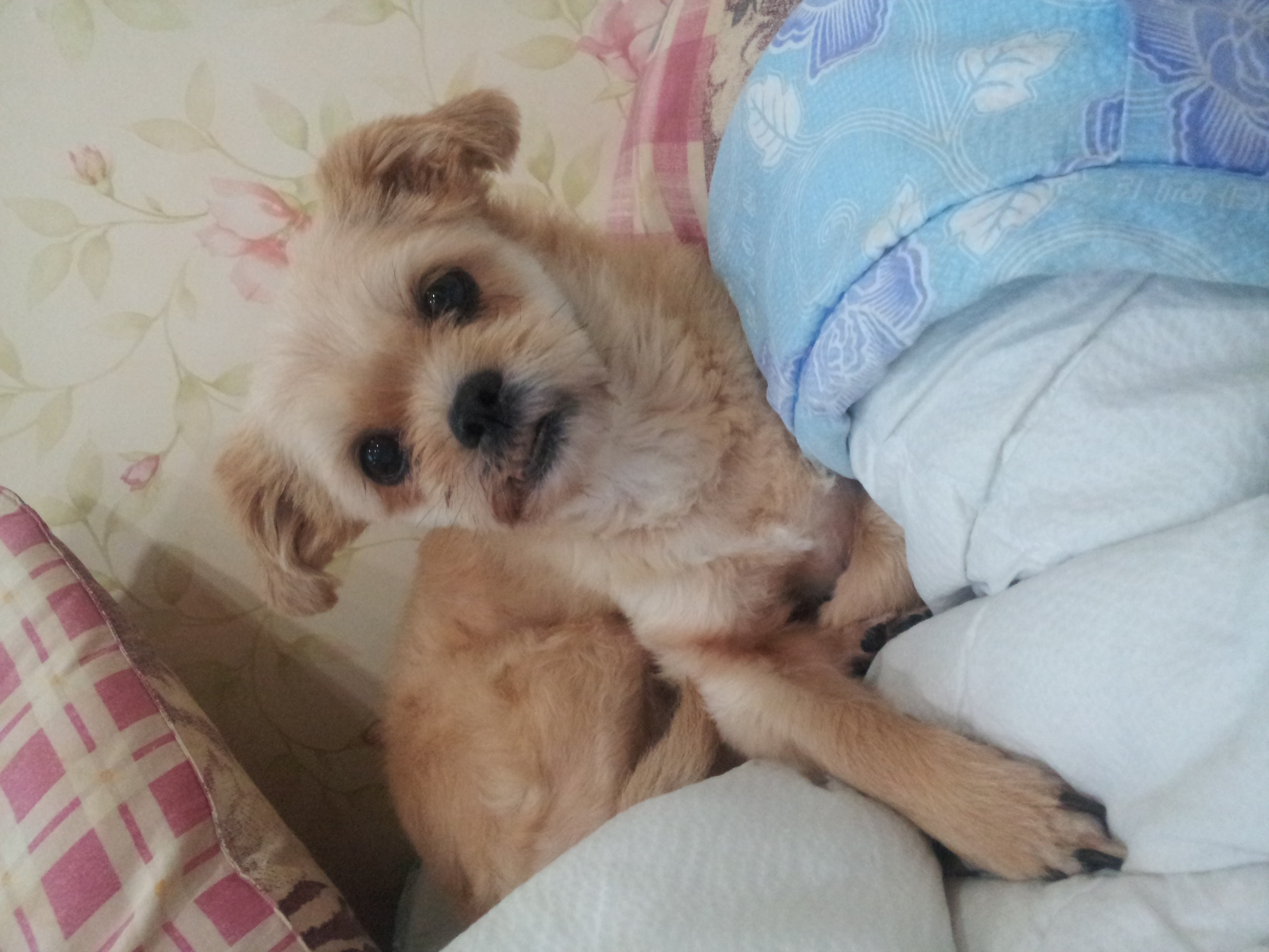 [안산본오동]짱이를 찾습니다.