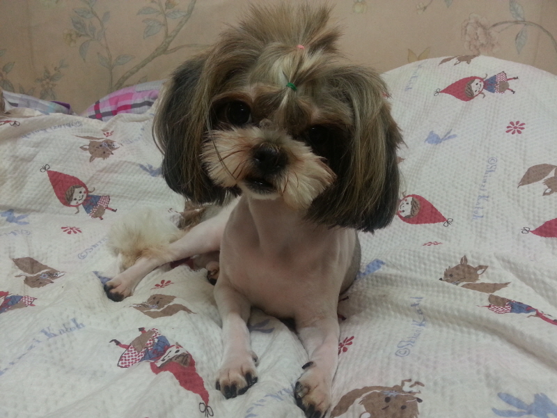 시츄여아 보호중이예요~ 위에글에 사진이 모자라 더 첨부해요~