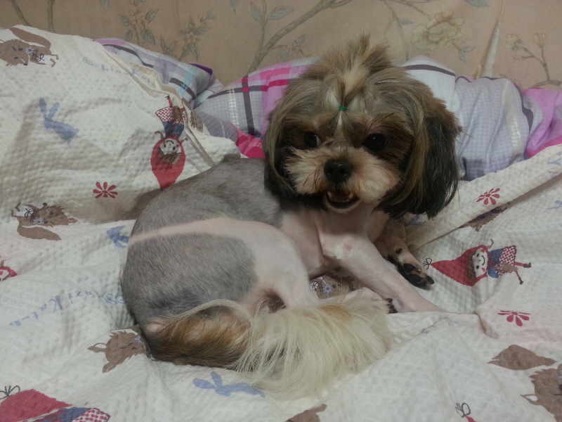 시츄여아 보호중이예요~ 위에글에 사진이 모자라 더 첨부해요~