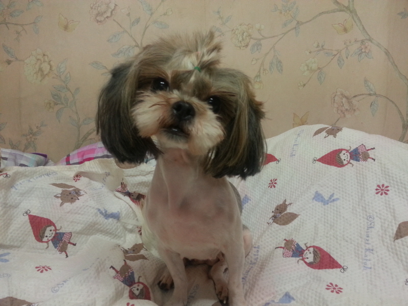 시츄여아 보호중이예요~ 위에글에 사진이 모자라 더 첨부해요~