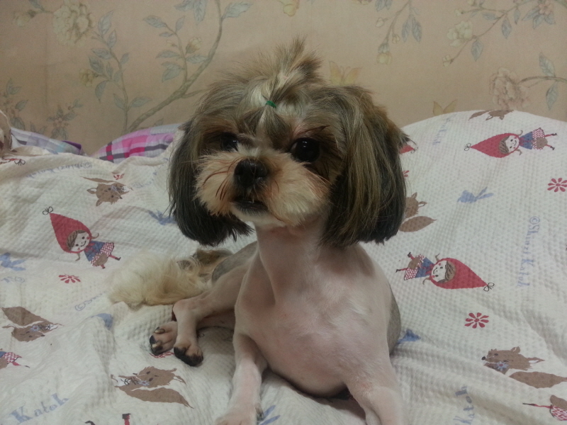 시츄여아 보호중이예요~ 위에글에 사진이 모자라 더 첨부해요~