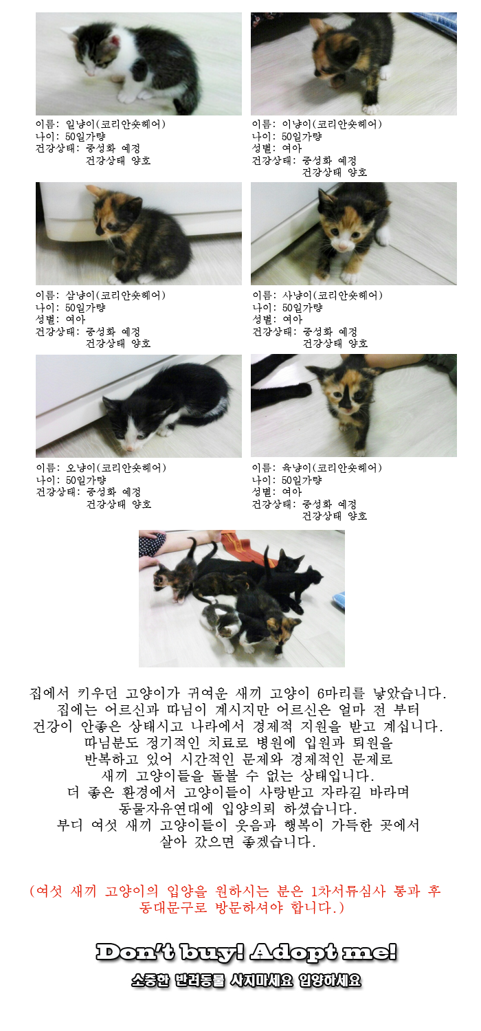 [D14-30관외]어려운 가정환경속에 태어난 여섯냥이들