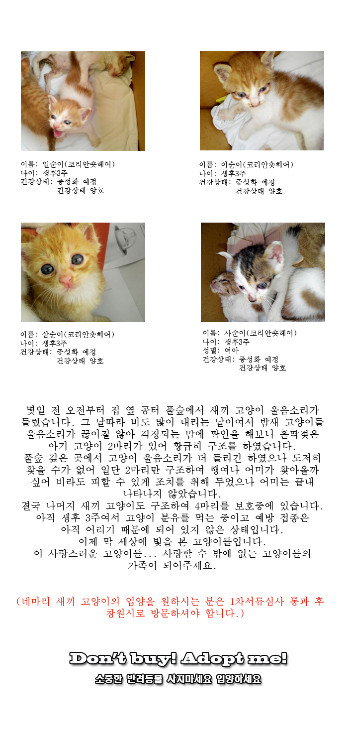 [D14-33관외]어미한테 버림 받은 네마리의 아기 냥이들