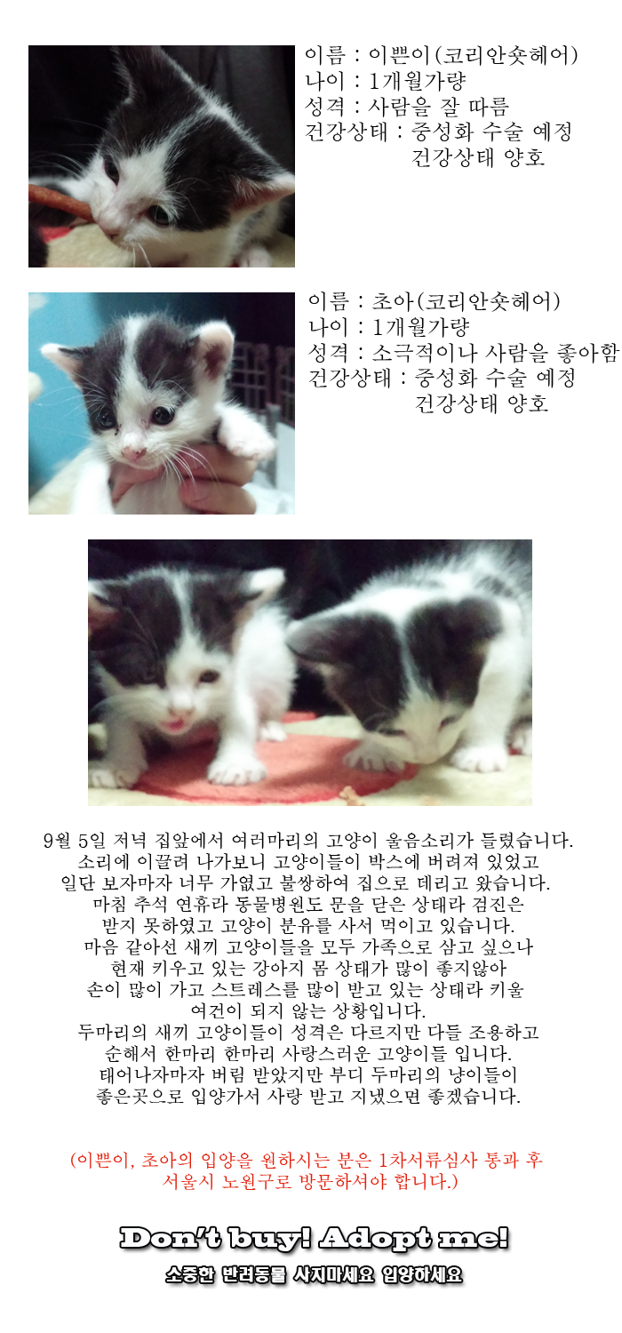 [D14-37관외]박스에 버려진 아기냥이들