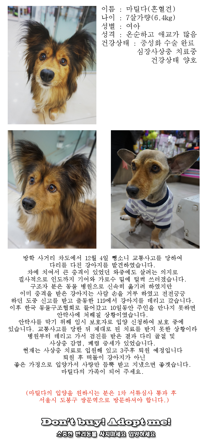 [D15-02관외]뺑소니 교통사고를 당한 마틸다