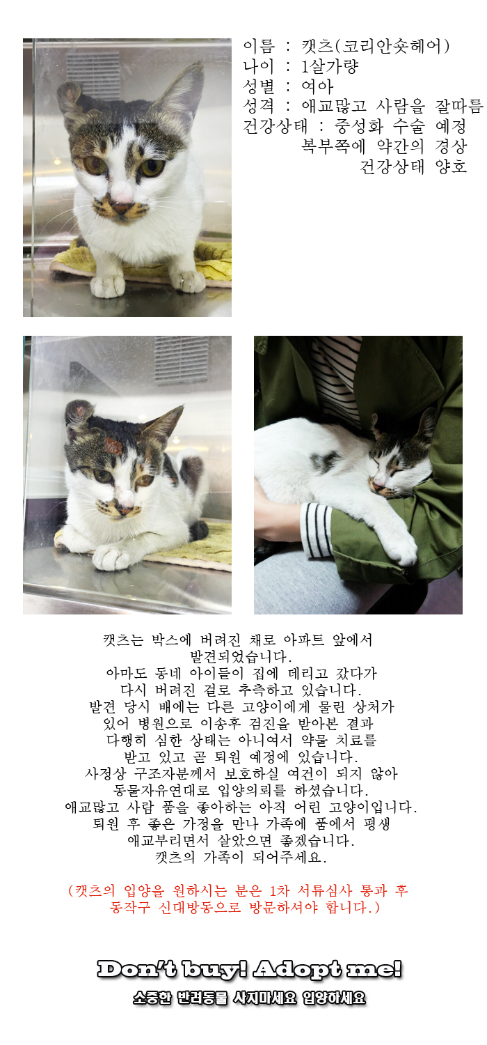 [D15-15관외]아파트 앞에 버려진 캣츠