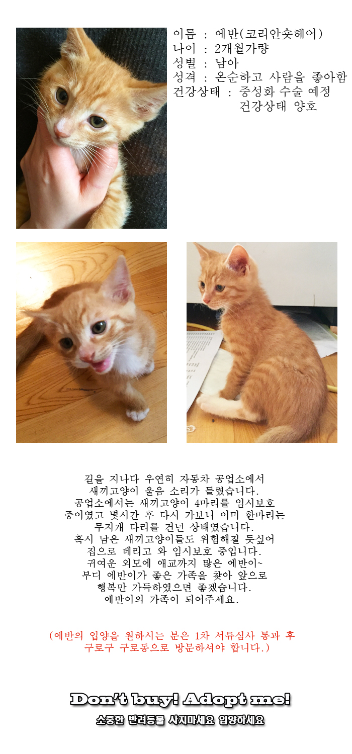 [D15-18관외]어미를 잃은 아기고양이 에반