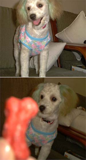 [D02-071] 푸들혼혈 팝콘 = 입양완료