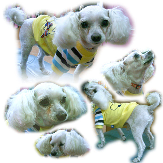 [D03-027관] 말티즈 밀키 = 입양완료