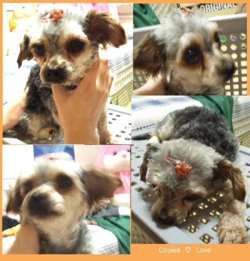 [D03-060관] 요크셔 쿠키 = 입양완료