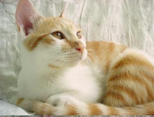 [C03-013관] 고양이 식빵이 = 입양완료