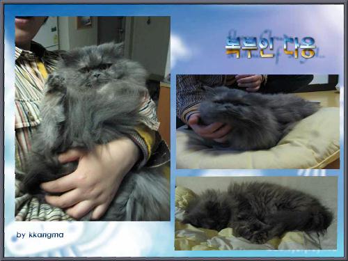 [C04-008관] 페르시안고양이 다옹이 = 입양완료