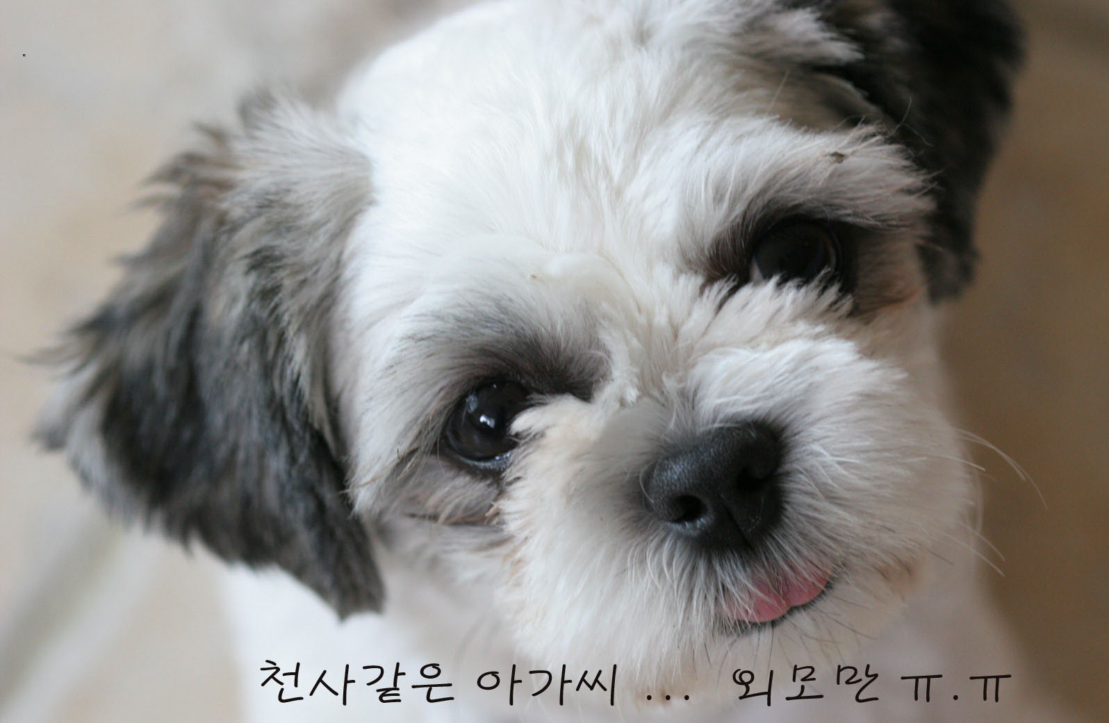 [D05-027관] 시추 제니 = 입양완료
