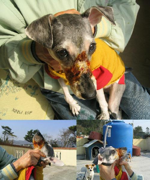 [D05-002관] 슈나우져 쥬디= 입양완료!!