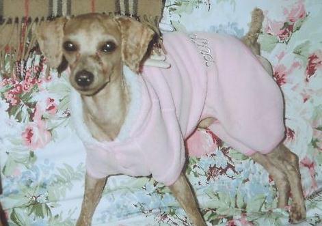 [D05-005관] 푸들 푸푸 = 입양완료