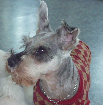 [D05-008관] 슈나우져 덕원이