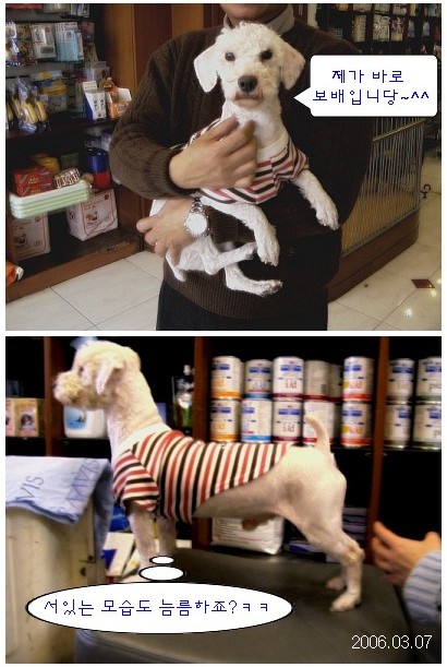 [D05-009관] 푸들혼혈 보배