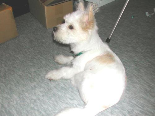 [D05-016외] 부산 혼혈견