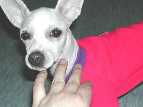 [D05-016외] 부산 혼혈견