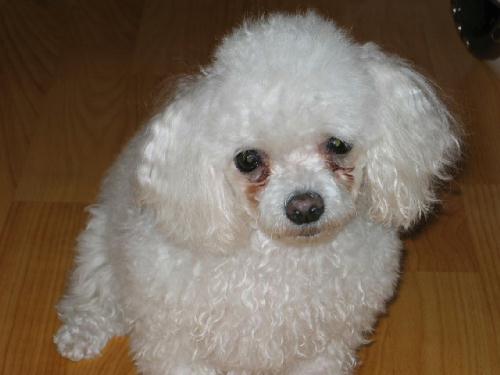 [D05-023관] 푸들 비니 = 김미정B님께 입양완료^^